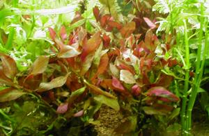 Людвигия ползучая (Ludwigia repens или Ludwigia natans) - 