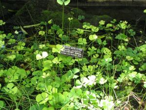 Марсилия четырехлистная (Marsilea quadrifolia) - 