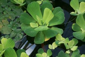 Пистия, водный салат (Pistia stratiotes) 