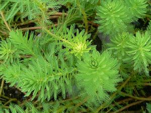 Перистолистник бразильский (Myriophyllum brasiliense) - 