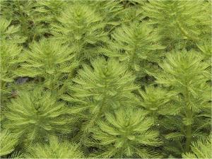 Перистолистник бразильский (Myriophyllum brasiliense) - 