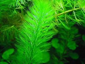 Перистолистник елочный или Уруть елочная (Myriophyllum elatinoides) - 