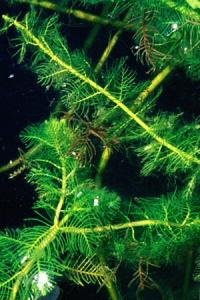 Перистолистник колосистый Уруть колосистая (Myriophyllum spicatum) 