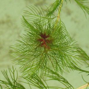 Перистолистник колосистый Уруть колосистая (Myriophyllum spicatum) - 