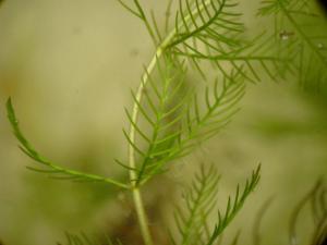 Перистолистник колосистый Уруть колосистая (Myriophyllum spicatum) - 