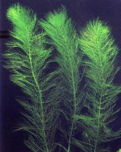 Перистолистник мутовчатый или Уруть мутовчатая (Myriophyllum verticillatum) 