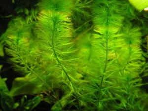 Перистолистник хвостиковидный или Уруть хвостниковая (Myriophyllum hippuroides) - 