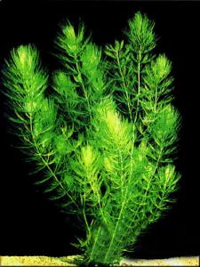 Роголистник темно-зеленый (Ceratophyllum demersum) - 