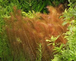 Ротала Валлиха, красная майака (Rotala wallichii) - 