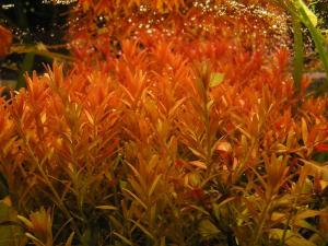 Ротала круглолистная или Ротала индийская (Rotala roundifolia или Rotala indica) - 
