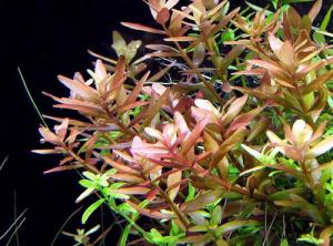 Ротала круглолистная или Ротала индийская (Rotala roundifolia или Rotala indica) 