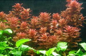 Ротала крупнотычинковая (Rotala macrandra) 