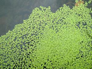 Ряска горбатая (Lemna gibba) 