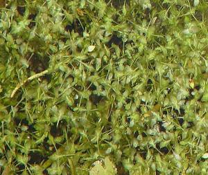 Ряска трехдольная (Lemna trisulca) 