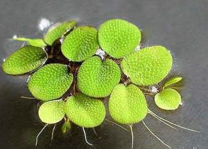 Сальвиния ушастая (Salvinia auriculata) - 