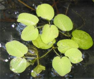 Сальвиния ушастая (Salvinia auriculata) - 
