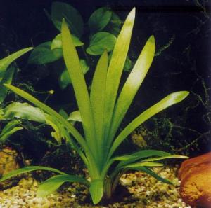 Стрелолист широколистный или Сагиттария широколистная (Sagittaria platyphylla) 