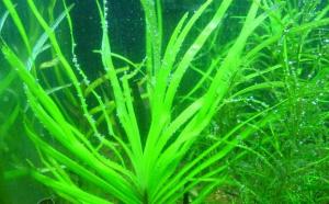 Эйхорния лазоревая или водная (Eichhornia azurea или Eichhornia aquatica) - 