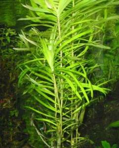 Эйхорния лазоревая или водная (Eichhornia azurea или Eichhornia aquatica) 