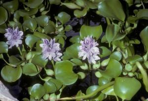 Эйхорния отличная или красивейшая или Водяной гиацинт (Eichhornia crassipes) 