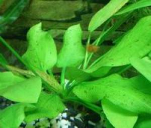 Эхинодорус крапчатый (Echinodorus aspersus) - 