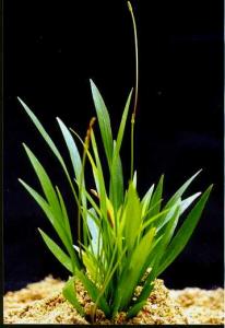 Эхинодорус латифолиус (Echinodorus latifolius или xingu или magdalenensis) - 