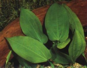 Эхинодорус сердцелистный (Echinodorus cordifolius или Echinodorus radicans) 