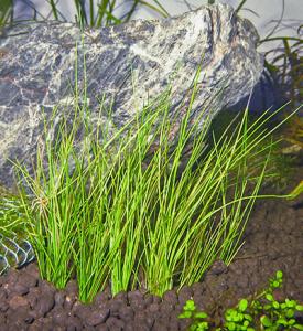 Ситняг крошечный (Eleocharis parvula) 