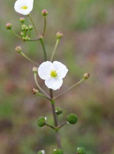 Стрелолист злаковый (Sagittaria graminea) - 