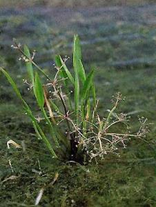 Стрелолист злаковый (Sagittaria graminea) - 