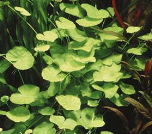 Щитолистник белоголовый (Hydrocotyle leucocephala) - 
