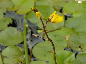 Пузырчатка обыкновенная (Utricularia vulgaris) - 