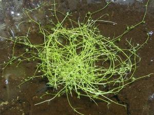 Пузырчатка горбатая (Utricularia gibba) 