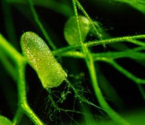Пузырчатка горбатая (Utricularia gibba) - 