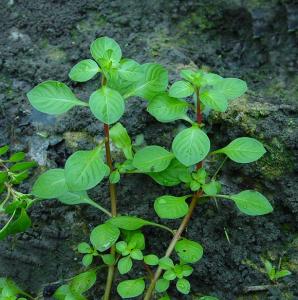 Людвигия болотная (Ludwigia palustris) - 