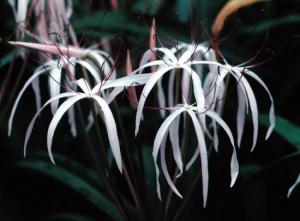 Кринум пурпурный (Crinum purpurascens) - 