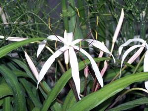 Кринум пурпурный (Crinum purpurascens) - 