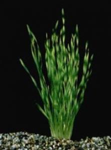 Валлиснерия крученолистная (Vallisneria spiralis f. tortifolia) 