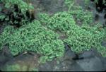 Азолла каролинская (Azolla caroliniana)