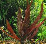 Барклайя длиннолистная (Barclaya longifolia)