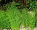 Болотница (Eleocharis acicularis)