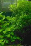 Гетерантера остролистная (Heteranthera zosterifolia или Heteranthera zosteraefolia)