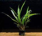 Криптокорина Балансе (Cryptocoryne balansae)