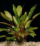 Криптокорина Пётча (Cryptocoryne petchii)