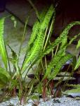 Криптокорина апоногенолистная (Cryptocoryne aponogetifolia)
