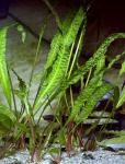 Криптокорина апоногенолистная (Cryptocoryne aponogetifolia)