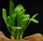 Криптокорина язычковая (Cryptocoryne lingua)