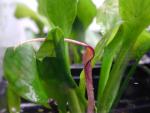 Криптокорина язычковая (Cryptocoryne lingua)