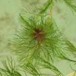 Перистолистник колосистый Уруть колосистая (Myriophyllum spicatum)