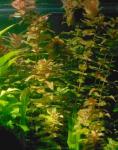 Ротала крупнотычинковая (Rotala macrandra)